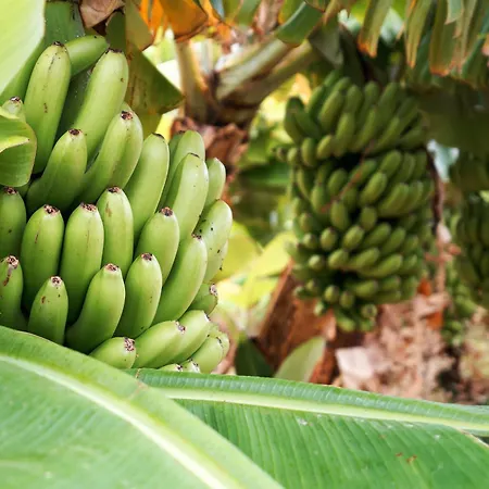 Ecologica Quinta Tizones, Casa Mango * Santa Cruz de Tenerife