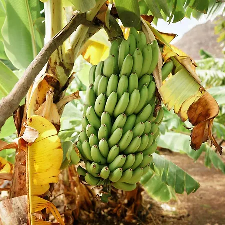 Ecologica Quinta Tizones, Casa Mango