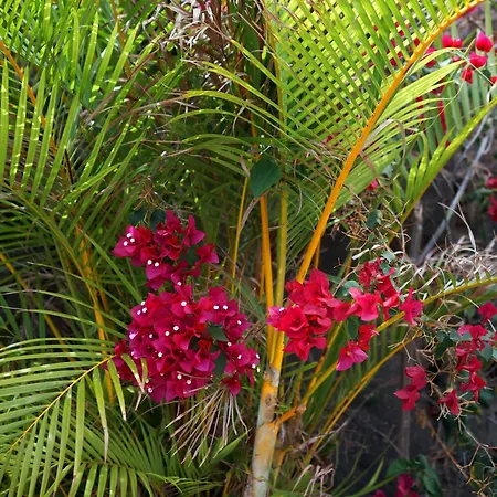 Ecologica Quinta Tizones, Casa Mango
